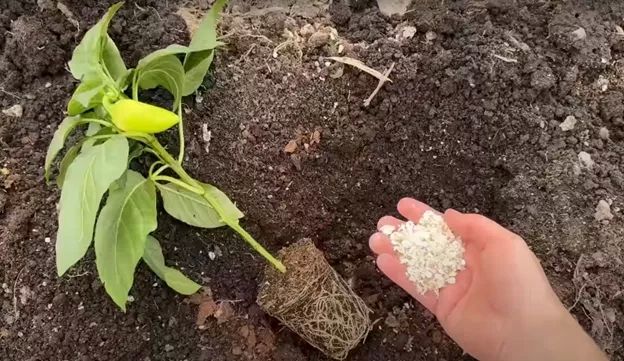 Подмешиваю к яичной скорлупе ещё 2 продукта — и в лунку: томаты, перцы и огурцы плодоносят знатно