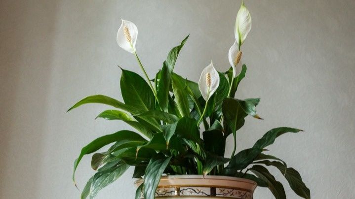 Битва методов: как подкормка может изменить судьбу спатифиллума