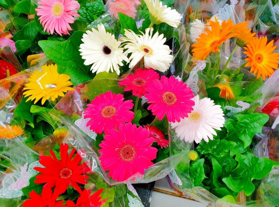 Пять удивительных комнатных растений, которые на свежем воздухе раскрываются по-новому