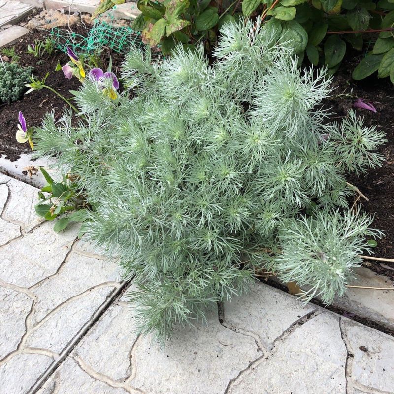 Декоративная полынь Шмидта: особенности ухода и зимовки