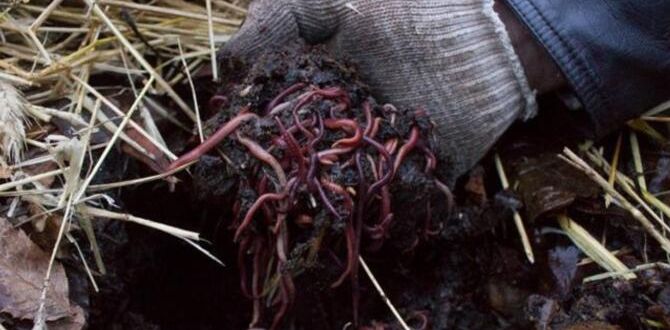 Как сделать ваш сад раем для дождевых червей: два простых способа привлечения