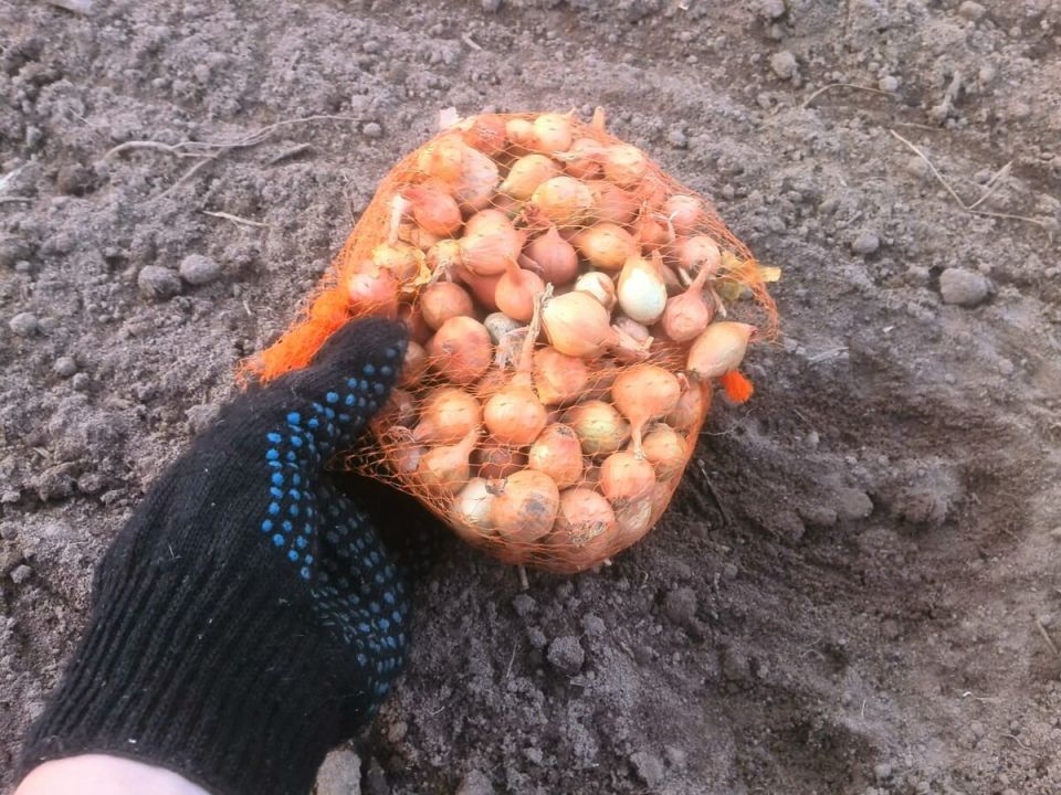 Какие удобрения помогут получить хороший урожай лука, посаженного под зиму