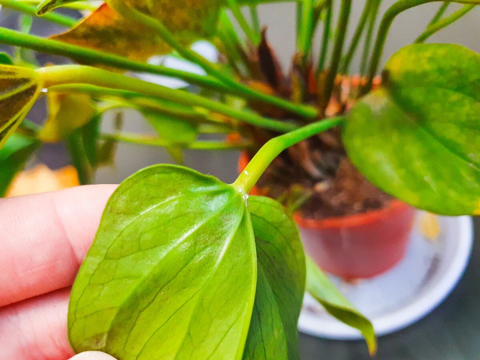 Как спасти антуриум от неожиданных проблем: полезные советы