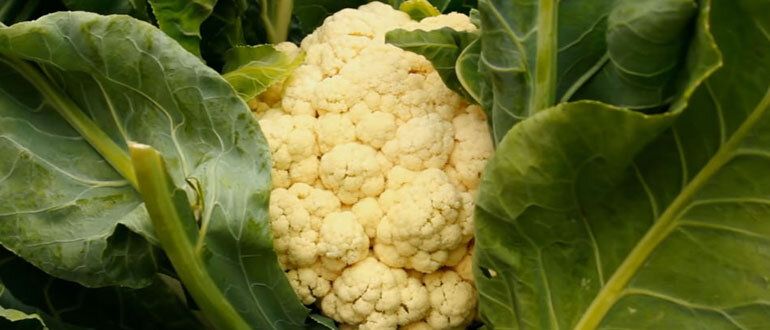 Лучшие растения-компаньоны для цветной капусты