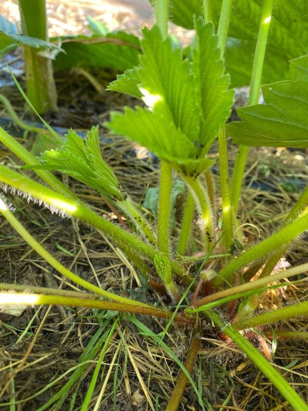 Как справиться с тлёй на вашем дачном участке