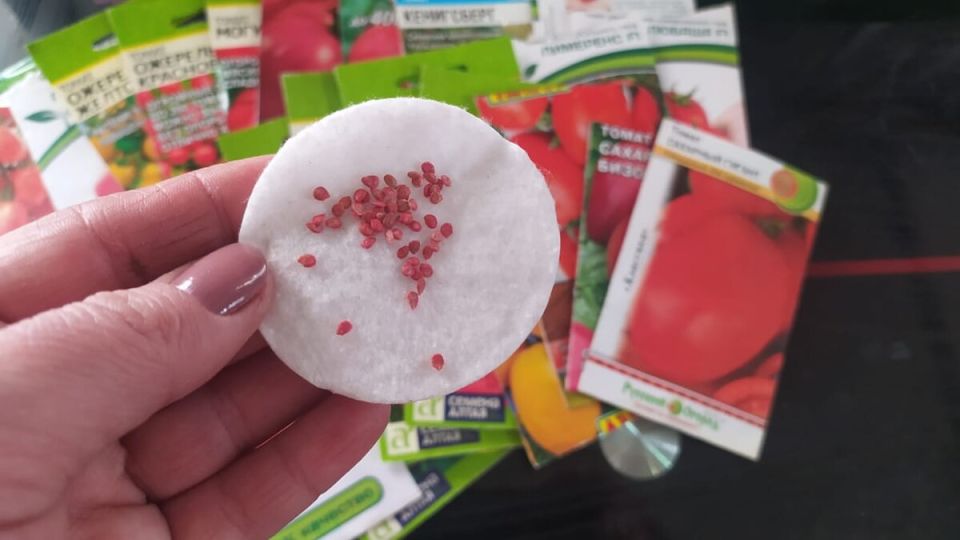 Как вырастить помидоры зимой: секреты успешного огородника