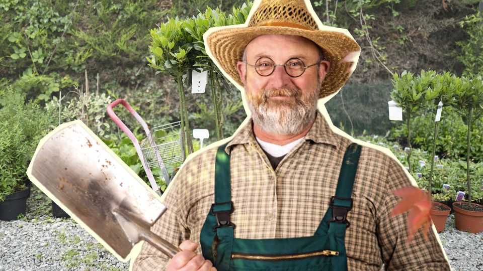 Осенние саженцы отлично перезимуют и приживутся: вот что с ними нужно сделать