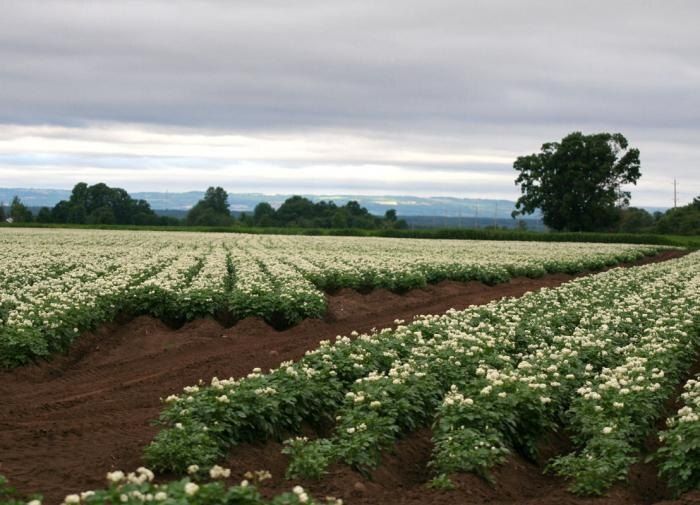 Как картофельные очистки могут преобразить ваш сад
