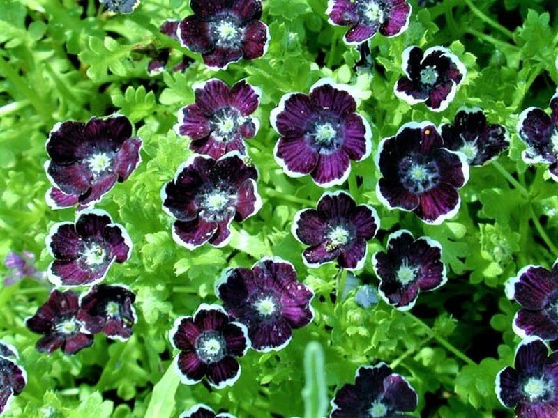 Этот однолетник с самосевом украсит ваш сад снова и снова