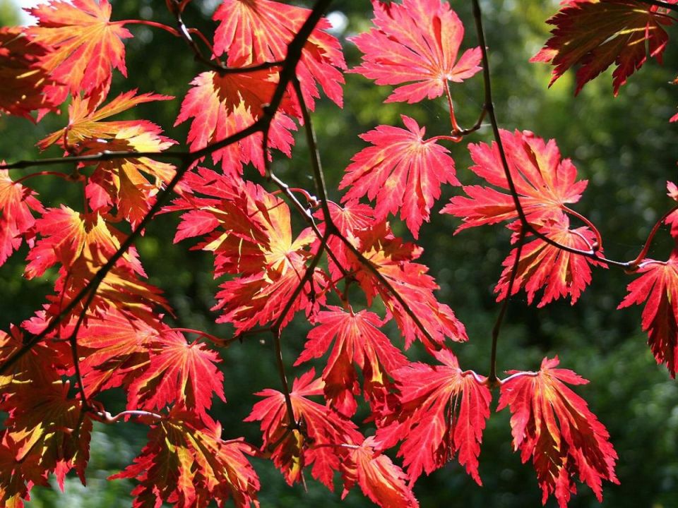 Как сохранить великолепие японских клёнов в знойные дни