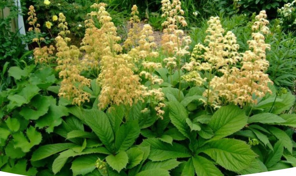 Роджерсия: удивительные виды и секреты ухода за этими зелеными красавицами