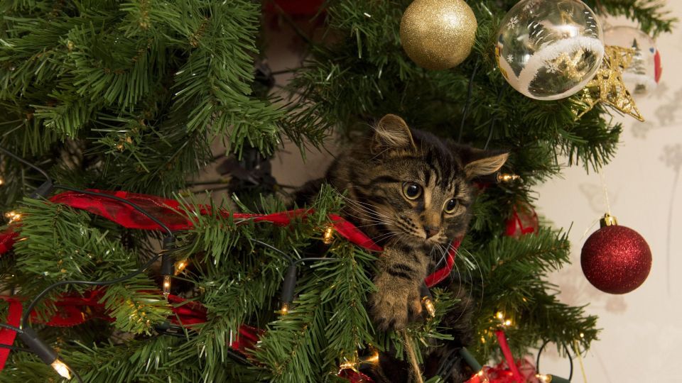 Лапы прочь: 3 способа защиты новогодней елки от кота