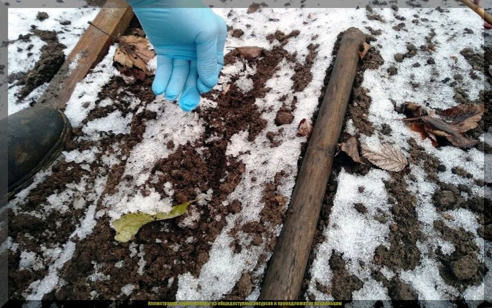 Секреты зимней посадки кабачков и томатов: советы для огородников