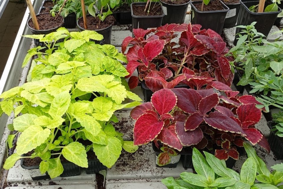 Весенний душ для сада: какие декоративные растения черенковать и пересаживать