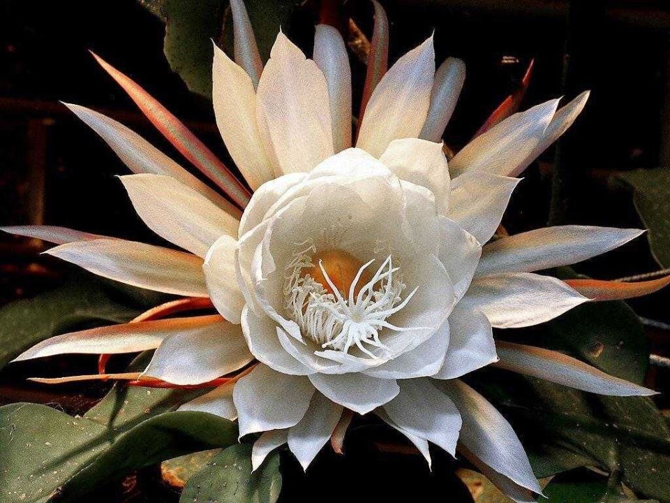 Комнатные растения, которые стоят целое состояние: самые дорогие экземпляры 2025 года