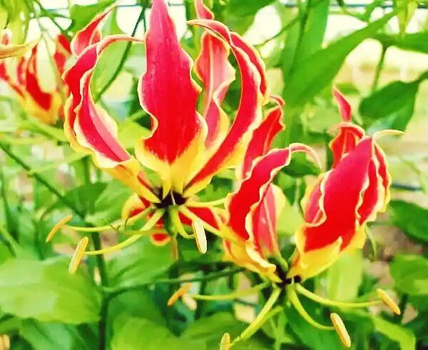 Глориоза: экзотический цветок, который украсит ваш подоконник