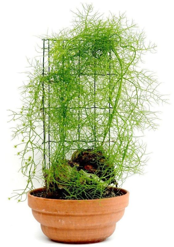 ������: ������������ ��������� ��������, ������� �������� ������ ���������