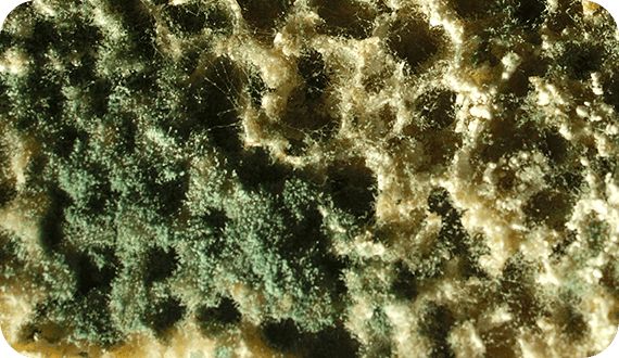 Как очистить фасад от высолов и плесени: полезные советы и современные методы