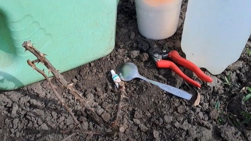 Неправильное укрытие приведет к гибели роз: что нужно знать о зимовке