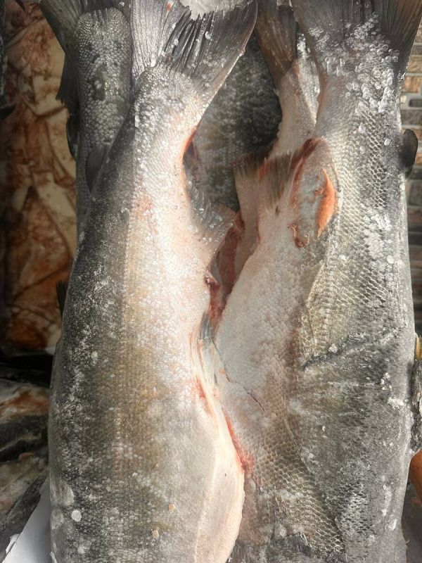 Кижуч: Дикое наслаждение Дальнего Востока по доступной цене