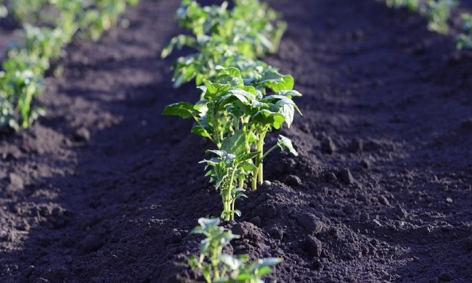 ��� ���������� ������ ���������: ������ ��� ���������� �����������