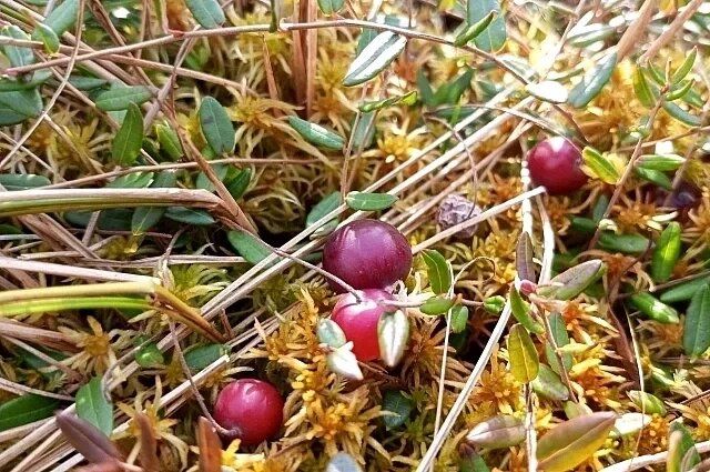 ������� �� ������ ����� �������?