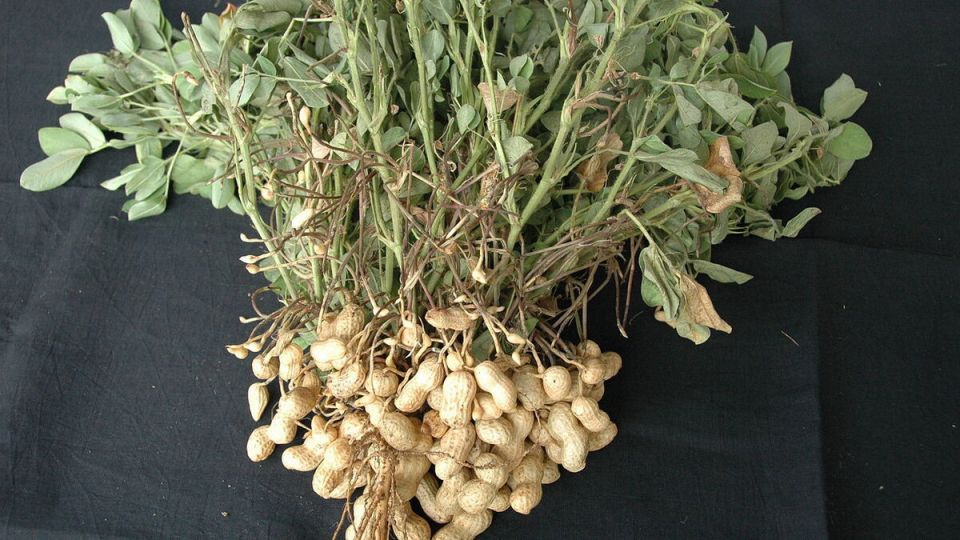 ������: ��� ����� ��������� �� ���� �������