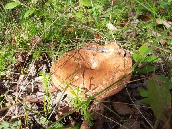 Свинушка: легенда о безопасном грибе или угроза для здоровья?