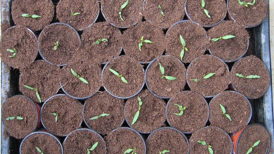 ����� � ��� ��������� ���������� �������: ������ ���������