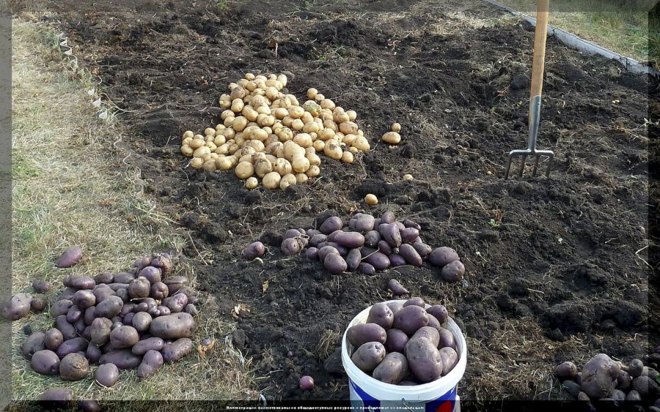 Как правильно подготовить картофель к посадке для богатого урожая