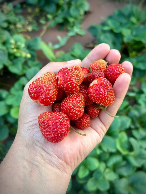 ���������� ���������, ������� ����� �����������