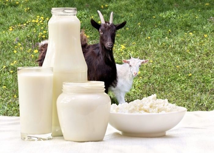 Козье молоко: универсальный продукт или риск для здоровья?