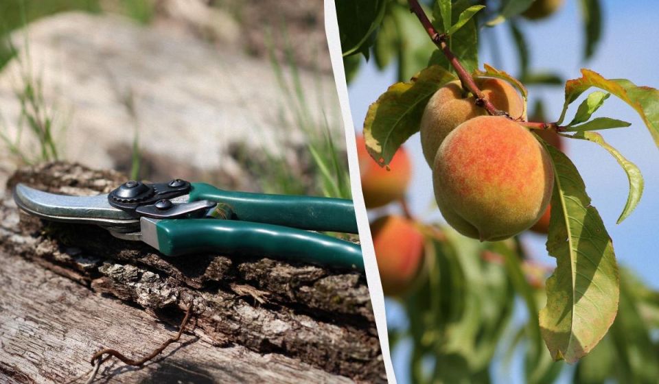 ����� �������� �������: ������ ��������� �� ����� �� ���������� ����������