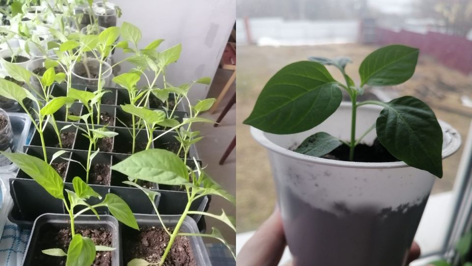 Почему рассада перцев в мае оказывается сильнее февральской