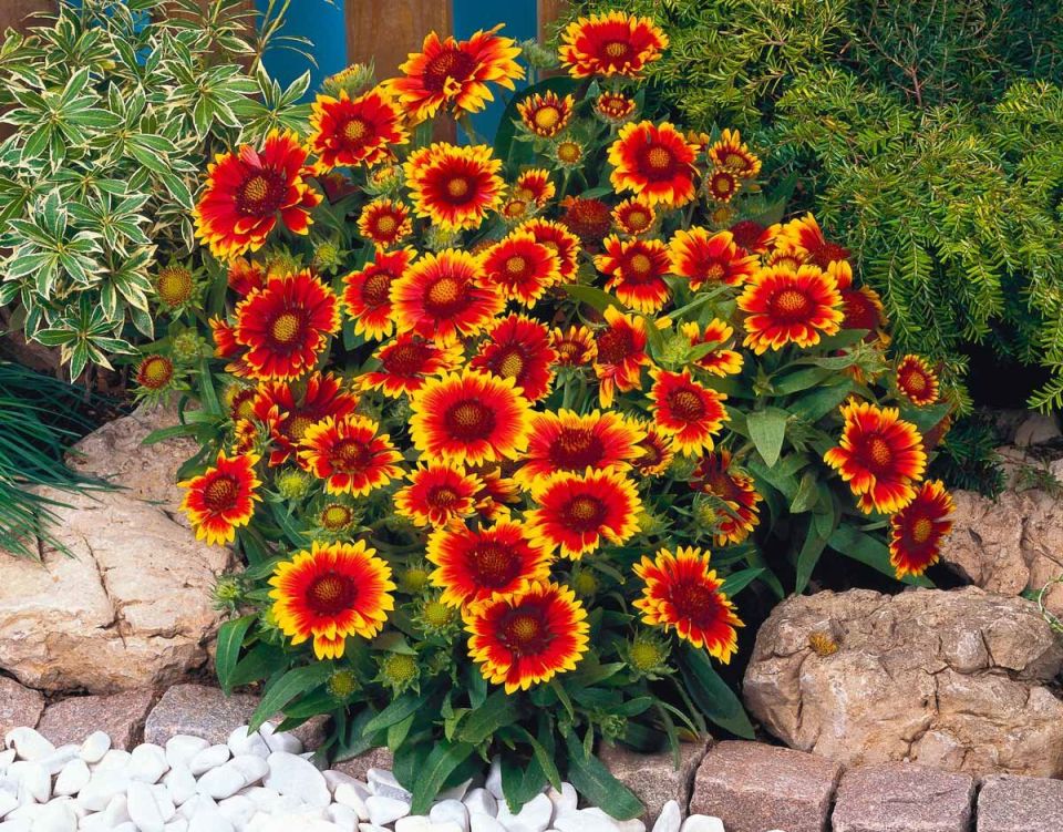 ��������������� �������� ��� ����: ����������� �������� � ���� �� ������