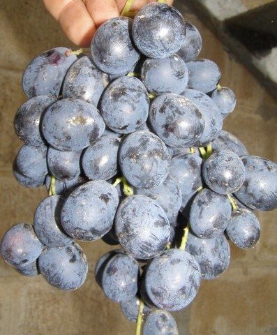 ������: ��������� ���������� � ����� ���������, ��� ������������ � ����������