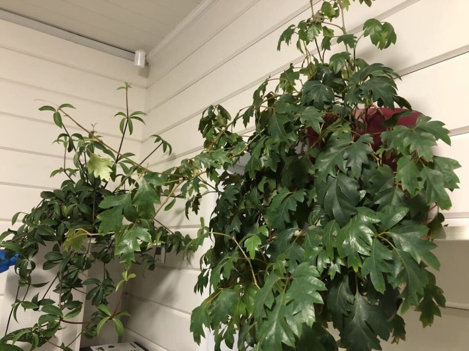 Какой грунт для комнатных растений выбираю в повседневной заботе о городе зелени