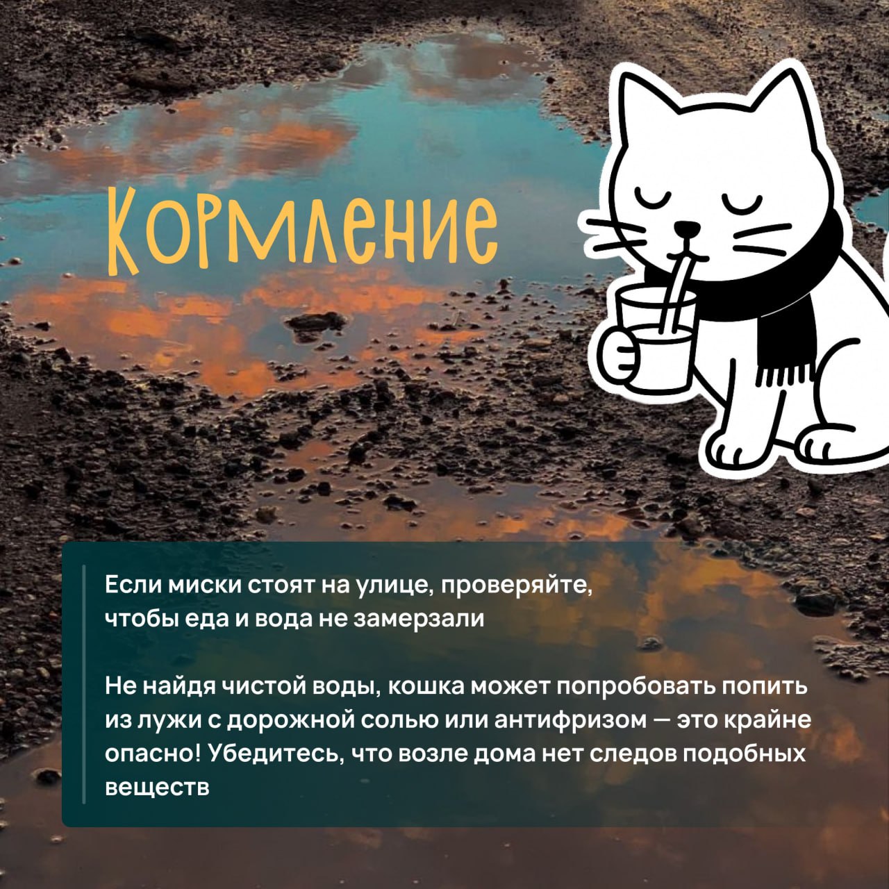 Любите кошек, но не знаете, как помочь им пережить зиму с комфортом? Любите кошек, но не знаете, как помочь им пережить зиму с комфортом?