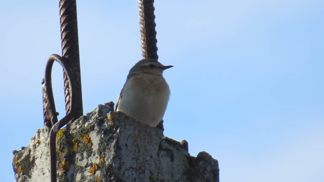 Перелётные птицы задержались в Марий Эл