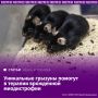 Новый препарат повысил силу мышц животных при тяжелой миодистрофии Дюшенна на 40%