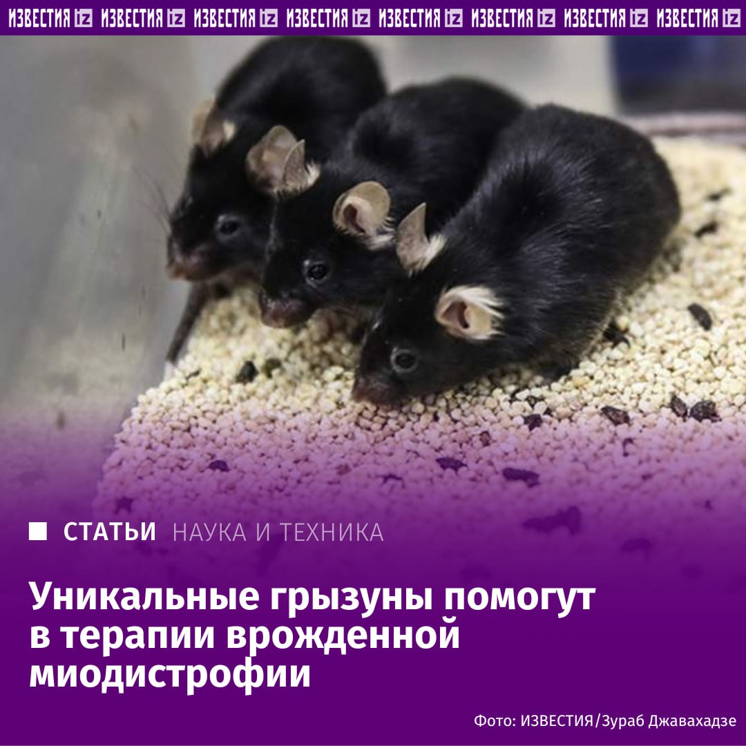 Новый препарат повысил силу мышц животных при тяжелой миодистрофии Дюшенна на 40%