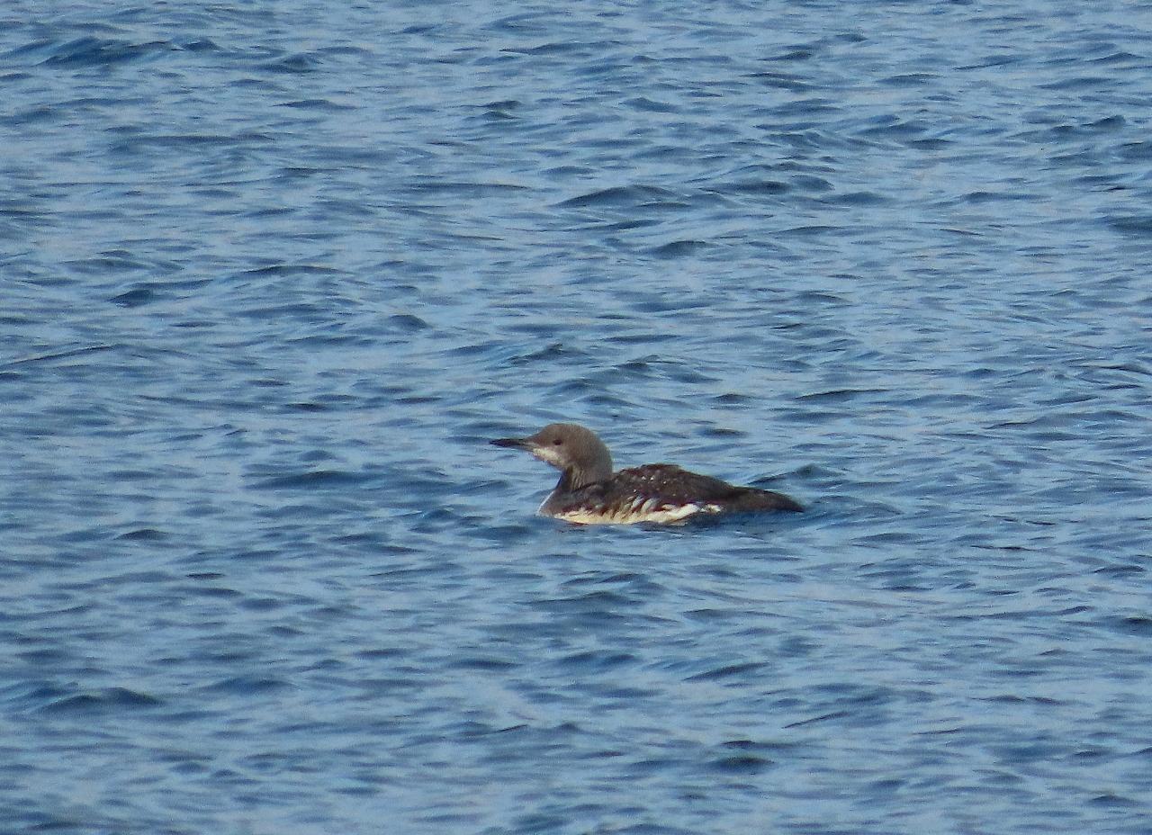 Известный в республике фотограф Петр Васильев запечатлел редких пернатых, занесённых в Красную книгу Марий Эл