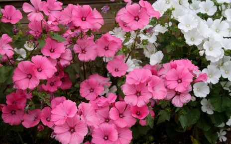 Зимний посев: цветы, которые расцветут весной