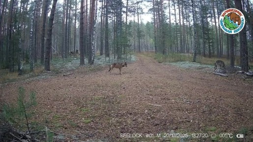 Стая волков попала в объектив фотоловушки в заповеднике «Большая Кокшага»
