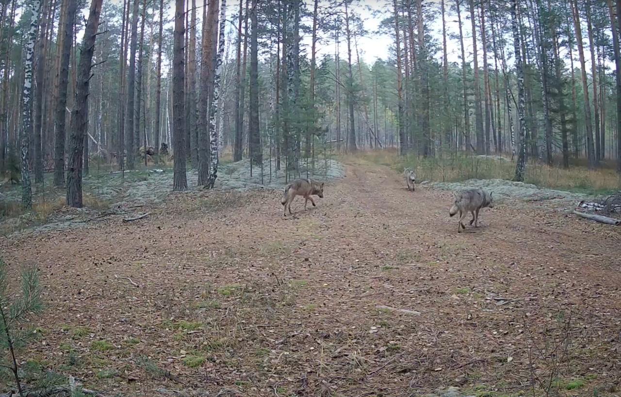 В заповеднике «Большая Кокшага» фотоловушка зафиксировала стаю волков