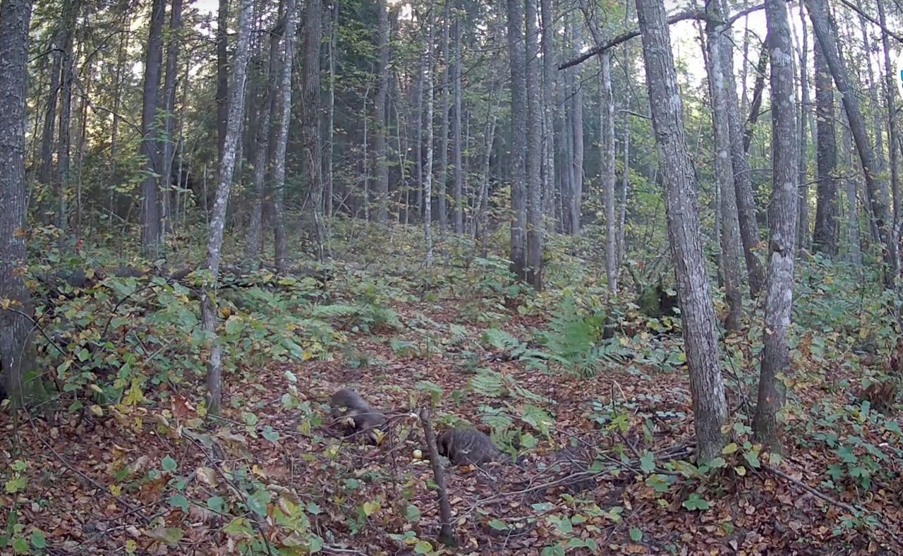 Фотоловушка в пойме реки Большая Кокшага зафиксировала енотовидных собак, резвящихся средь бела дня