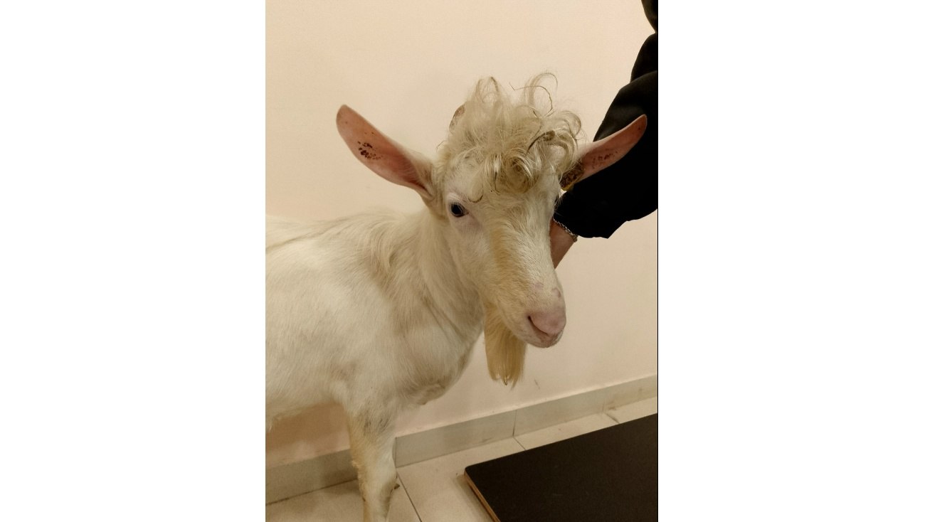 В Йошкар-Оле ветеринарный хирург спас мужское достоинство козла Яшки