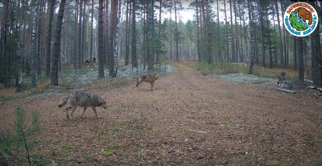 В заповеднике Марий Эл замечены волки
