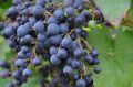 Виноград Фиолетовый ранний: традиции и современные реалии