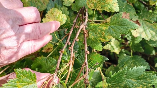 Как спасти смородину от почкового клеща: осенние меры для устойчивого урожая